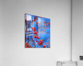 V1364 Acrylic Print