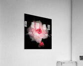V1374 Acrylic Print