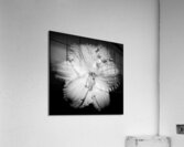 V1384 Acrylic Print