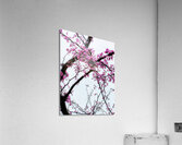 V1385 Acrylic Print