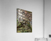 V1395 Acrylic Print