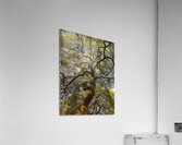 V1397 Acrylic Print