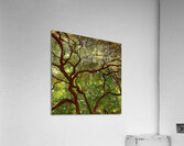 V1401 Acrylic Print