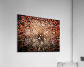 V1402 Acrylic Print