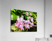 V1404 Acrylic Print
