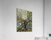 V1405 Acrylic Print
