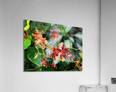 V1407 Acrylic Print