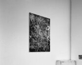 V1419 Acrylic Print