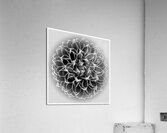 V1438 Acrylic Print