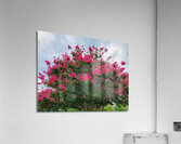 V1439 Acrylic Print