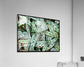 V1440 Acrylic Print