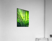 V1441 Acrylic Print