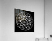 V1442 Acrylic Print