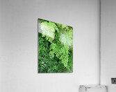 V1443 Acrylic Print