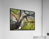 V1445 Acrylic Print