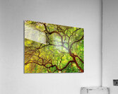 V1447 Acrylic Print