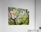 V1448 Acrylic Print