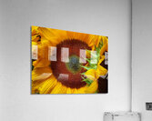 V1449 Acrylic Print
