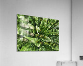 V1452 Acrylic Print