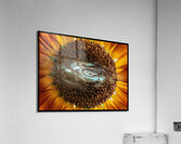V1457 Acrylic Print