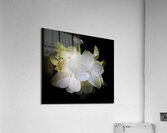 V1458 Acrylic Print