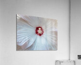 V1465 Acrylic Print
