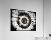V1474 Acrylic Print