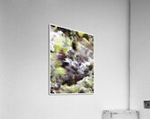 V1487 Acrylic Print