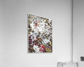 V1488 Acrylic Print