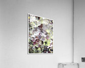 V1489 Acrylic Print