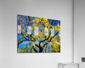 V1512 Acrylic Print