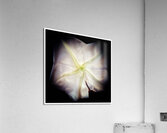 V1513 Acrylic Print