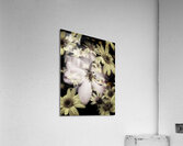 V1517 Acrylic Print