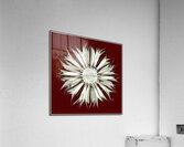 V1518 Acrylic Print
