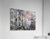 V1525 Acrylic Print