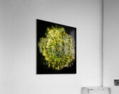 V1526 Acrylic Print