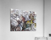 V1527 Acrylic Print