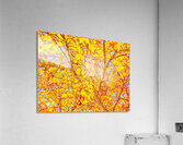 V1539 Acrylic Print