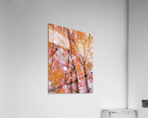 V1543 Acrylic Print
