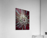 V1553 Acrylic Print