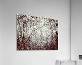 V1556 Acrylic Print