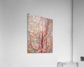 V1563 Acrylic Print