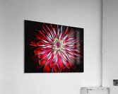 V1565 Acrylic Print