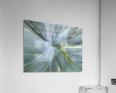 V1567 Acrylic Print