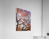 V1570 Acrylic Print