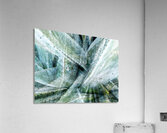V1571 Acrylic Print