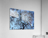 V1572 Acrylic Print