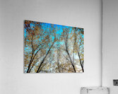 V1579 Acrylic Print