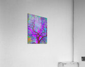 V1589 Acrylic Print