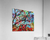 V1591 Acrylic Print